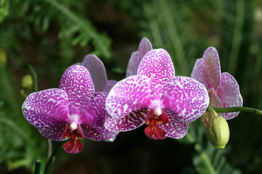 蘭花