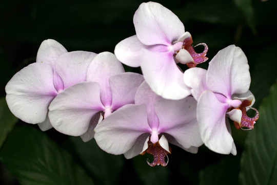 蘭花