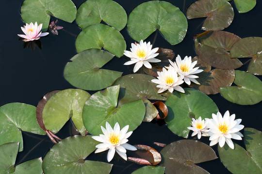 水百合