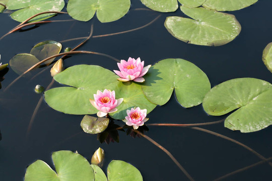 水百合