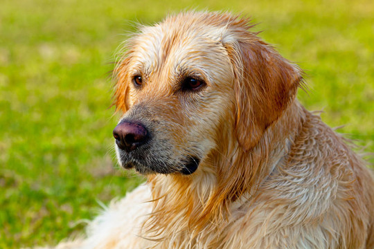 金毛獵犬