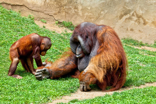 猩猩的Borneo；Pongo Pygmaeus