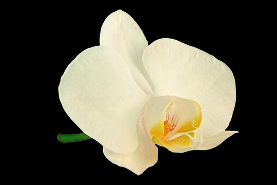 白蘭花