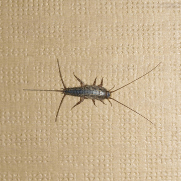 衣魚蟲