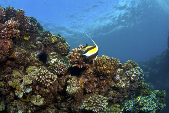 与摩尔人的偶像，Raccoon Butterflyfish在Kona夏威夷的珊瑚礁