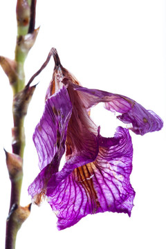 蘭花