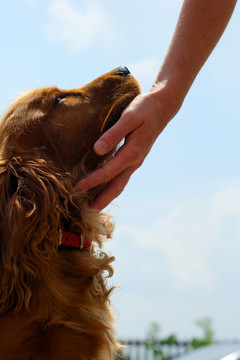 可卡犬和女人的手