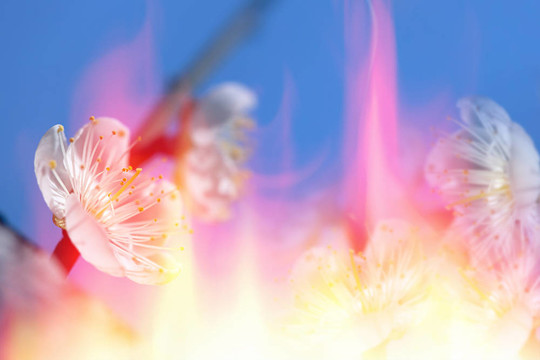 梅花背景