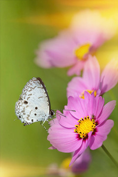 酥油菊花