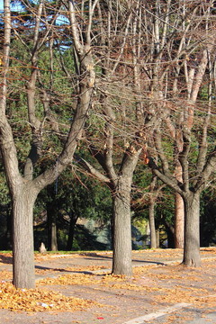 公園里的秋天