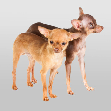 俄羅斯玩具犬