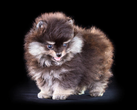 博美犬的小狗