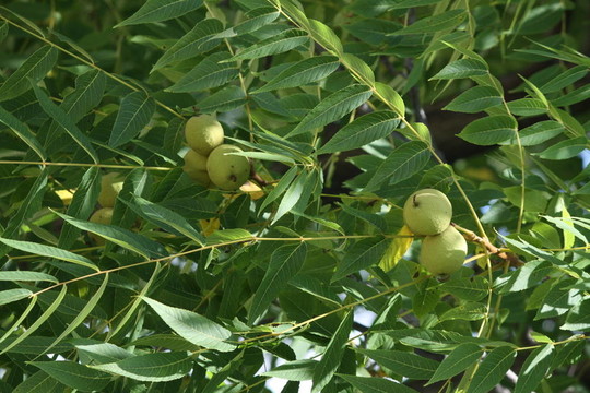 樹上核桃