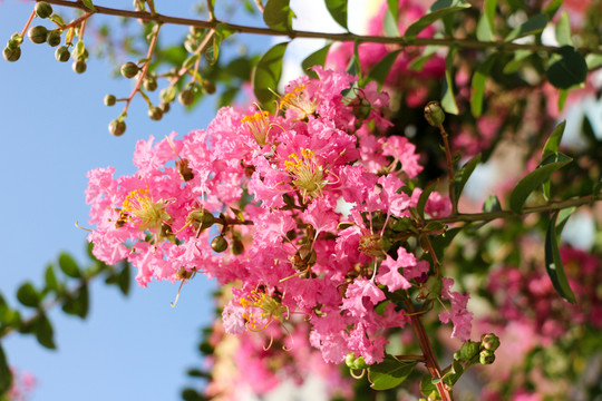 花