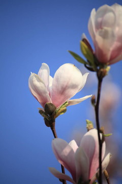 木蘭花