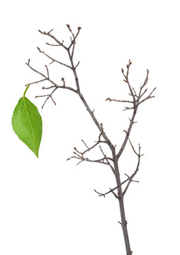 綠枝干葉