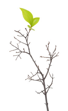 帶芽干枝