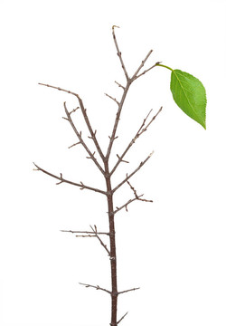 綠枝干葉