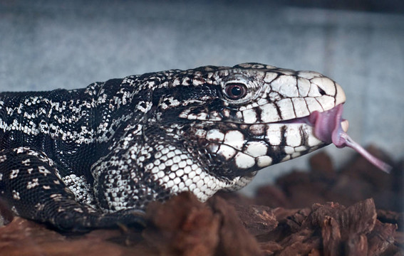 黑色和White Tegu Lizard的舌頭
