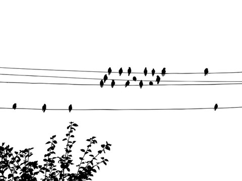 鳥兒在電線上