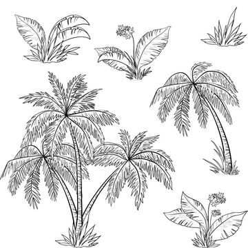 棕櫚樹；花草；輪廓