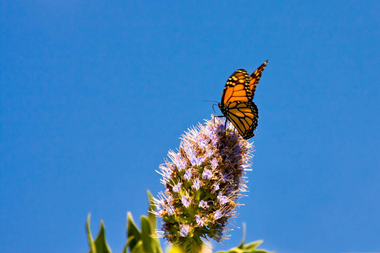帝王蝶（Danaus plexippus）