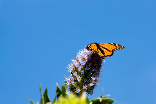 帝王蝶（Danaus plexippus）