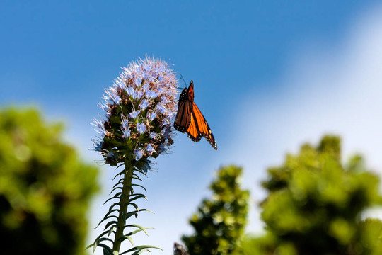 帝王蝶（Danaus plexippus）