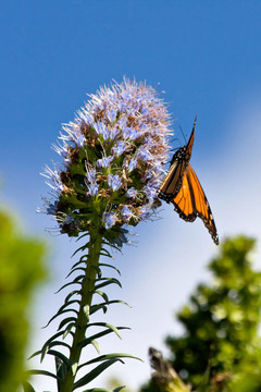 帝王蝶（Danaus plexippus）