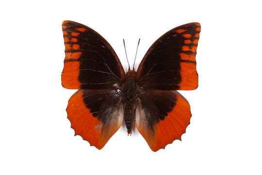黑色和藍色的蝴蝶azota Charaxes protoclea分離