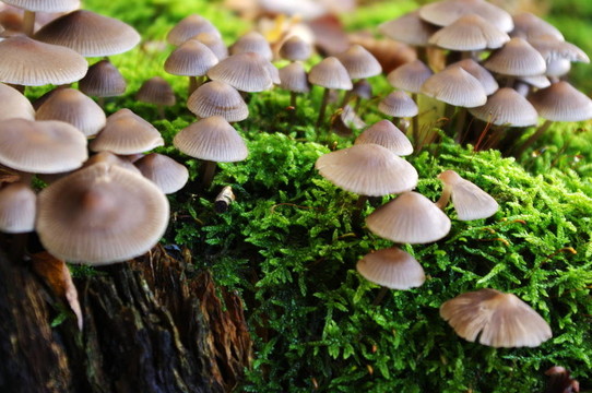 在長滿青苔的原木香菇
