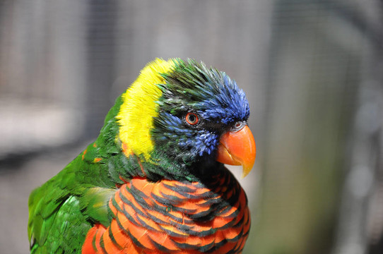 Rainbow Lorikeet（Trichoglossus haematodus）；