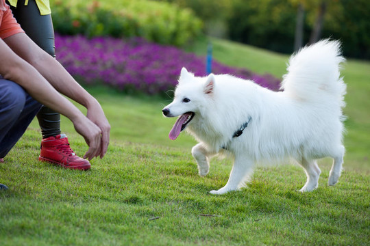 薩摩耶犬跑