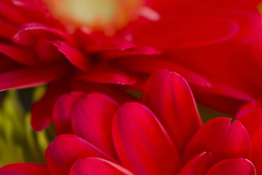 非洲菊