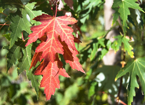 秋天的紅葉