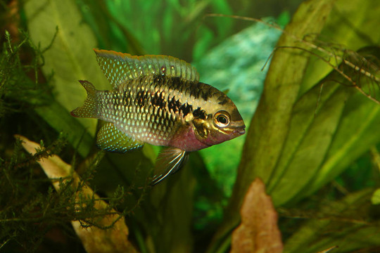 紅點(diǎn)鯛（Laetacara dorsigera）