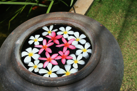 熱帶Frangipani Flowers