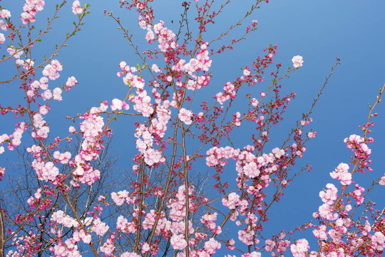 pinktree