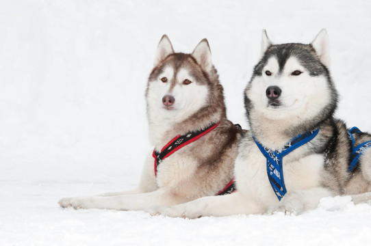 雪橇犬哈士奇