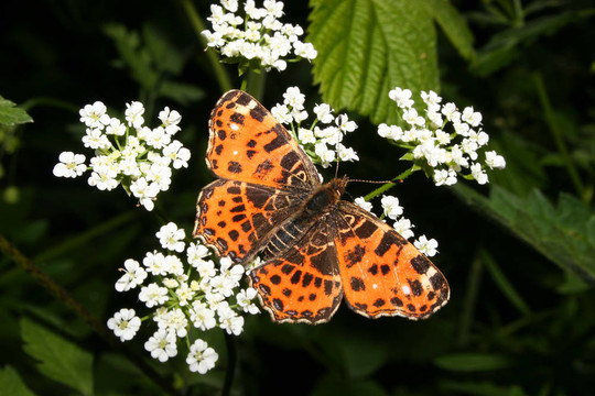 圖（Araschnia levana）