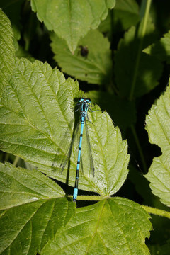 Azure Damselfly（Coenagrion puella）