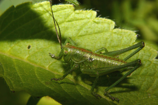 大綠蚱蜢（Tettigonia viridissima）