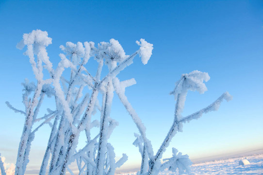 Frozenned flower的冬景。