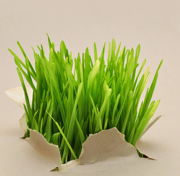 綠草經(jīng)撕紙