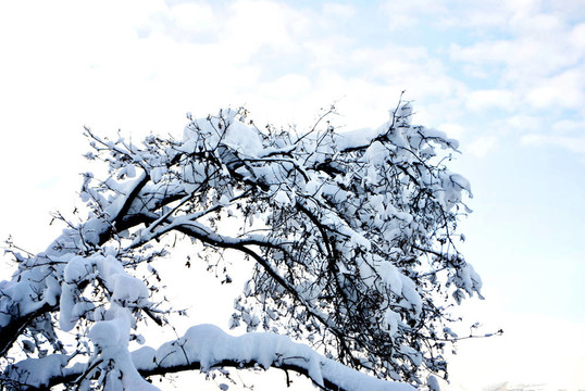 森林雪