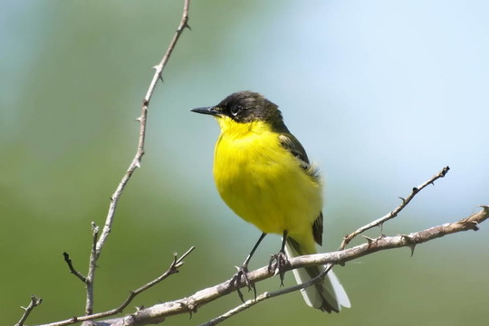 黃鹡鸰；Motacilla flava