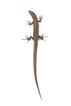 llizard