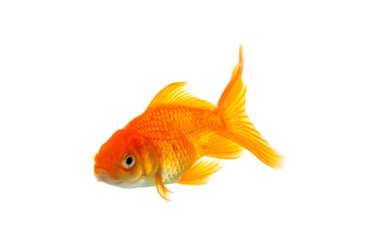 金魚