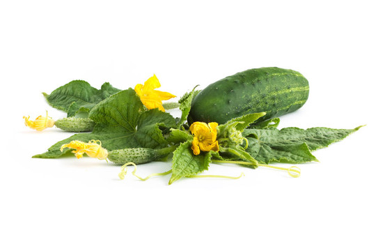 黃瓜白花