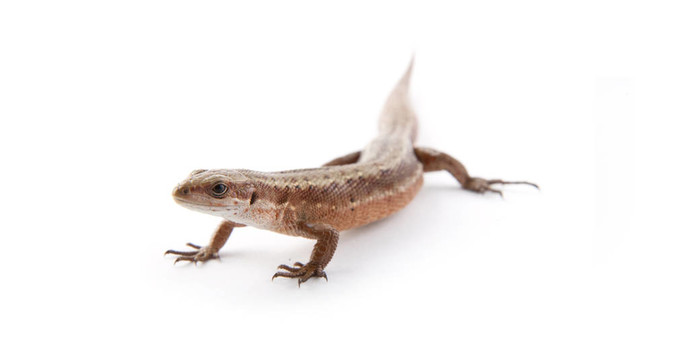 llizard